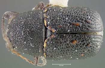 Media type: image;   Entomology 24979 Aspect: habitus dorsal view